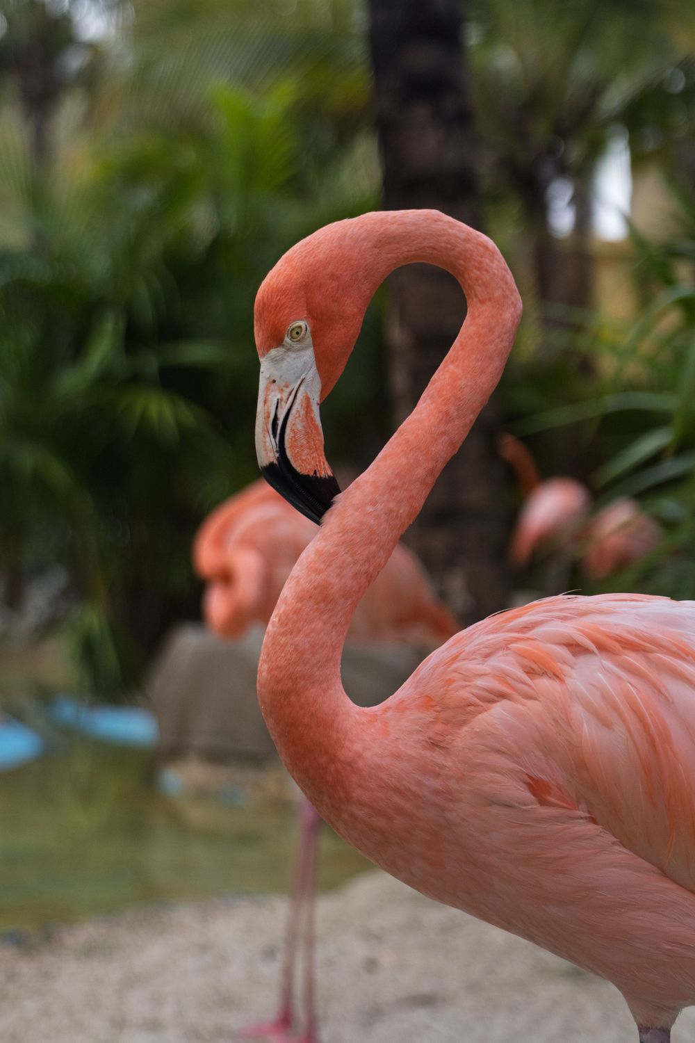 Elegant flamingos display their curved necks against a lush tropical garden setting.