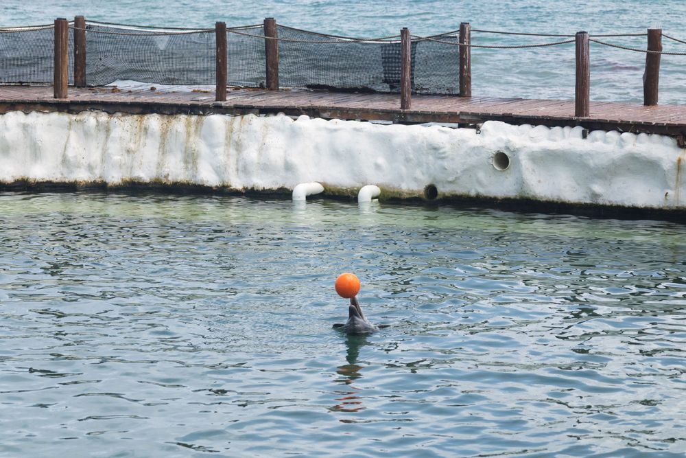 Wooden boardwalk extends over clear blue water with buoys visible in the distance.