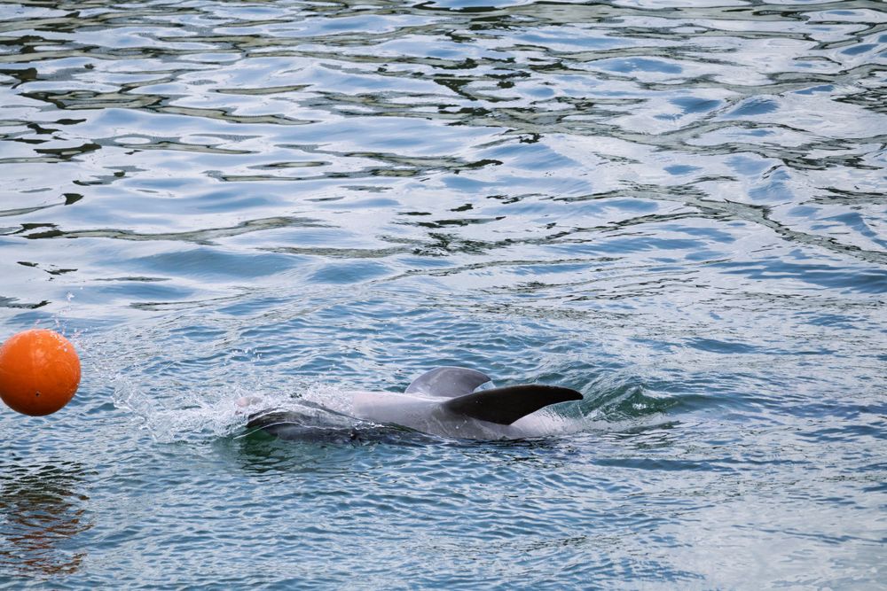 Orange buoy floats in rippling blue water near a marine enclosure.