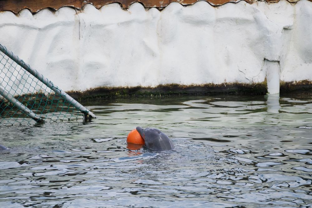 Concrete pool edge with rippling water and orange marker buoy visible.