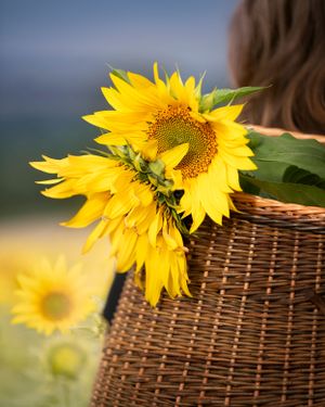 Vibrant yellow sunflower leans against a woven wicker basket with blurred field in the background.