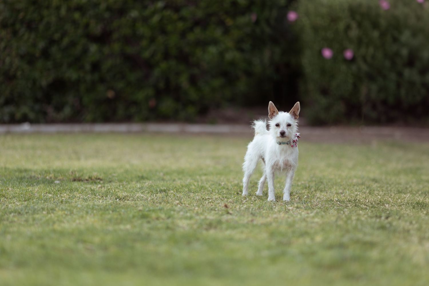 A small white Chihuahua dog stands alert on green grass with bushes in the background.