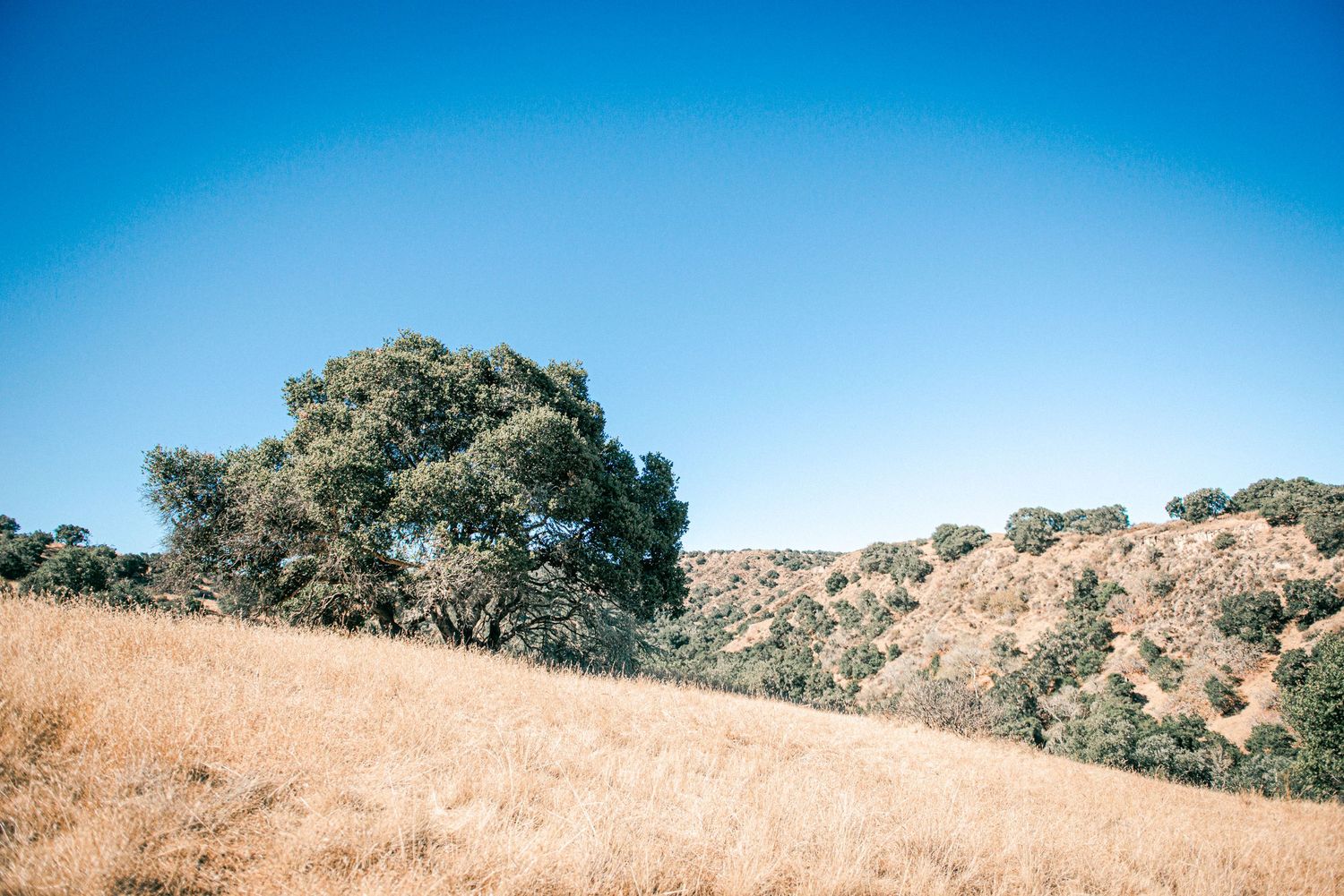 A lone green tree stands on a golden dry grass hillside under a clear blue sky in a California landscape.