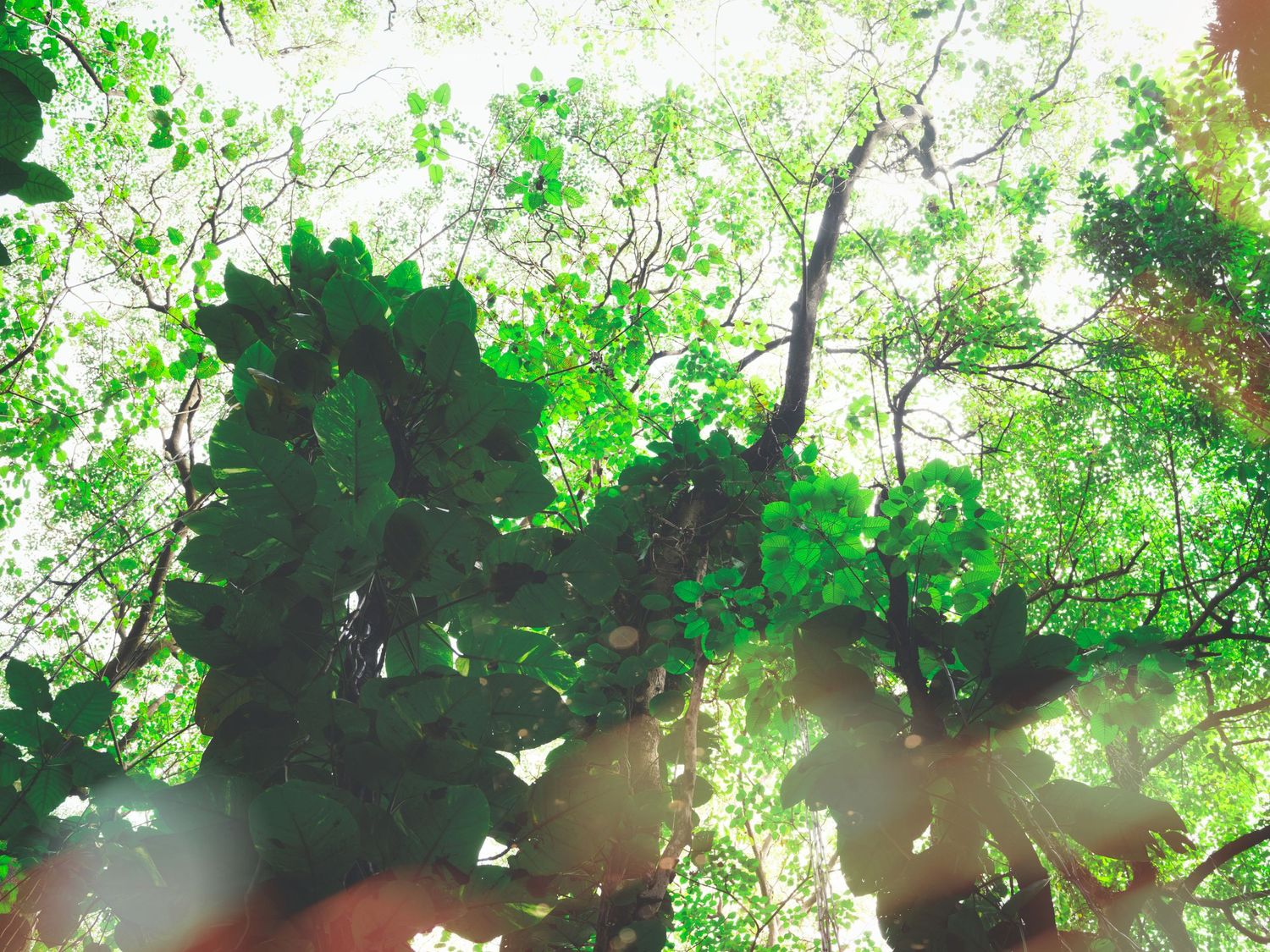 Lush green tropical forest canopy viewed from below, with sunlight filtering through vibrant leaves and branches.