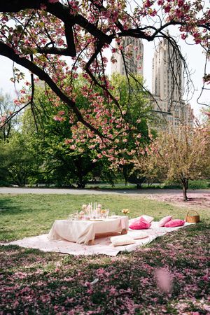 Romantic spring picnic setup under blooming cherry blossom trees in Central Park with pink cushions and elegant table.