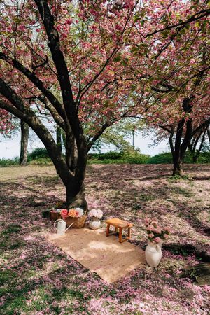 Romantic outdoor picnic setup under blooming pink cherry blossom trees with floral arrangements and a wooden bench.