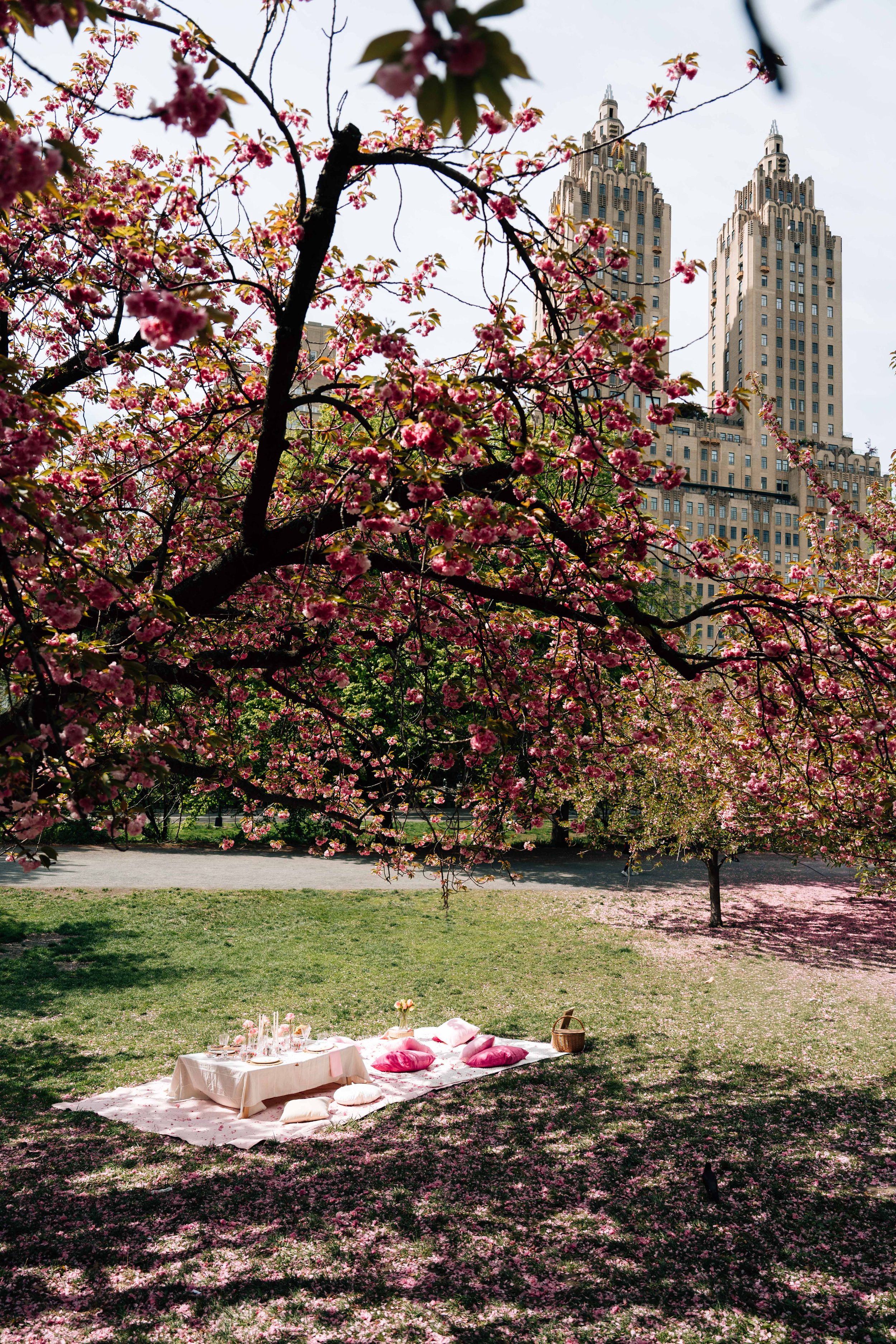 A romantic picnic setup under blooming pink cherry blossom trees in Central Park with NYC skyline in background.