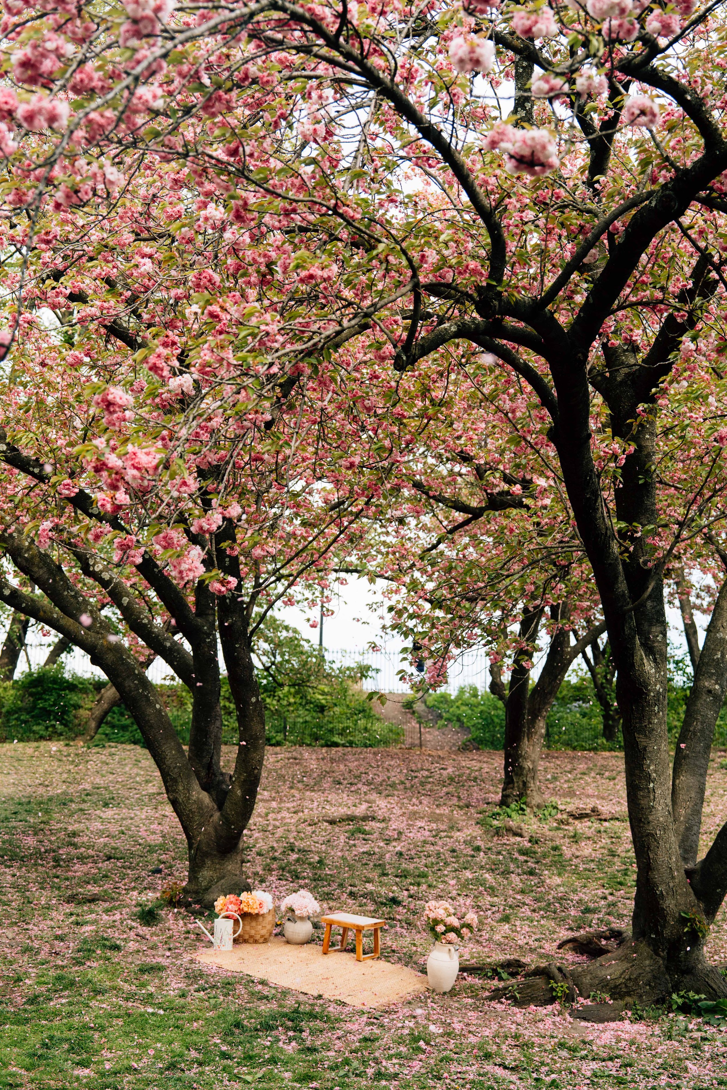 Pink cherry blossom trees arch over a romantic outdoor picnic setup with pumpkins and flowers on a blanket in a serene park.