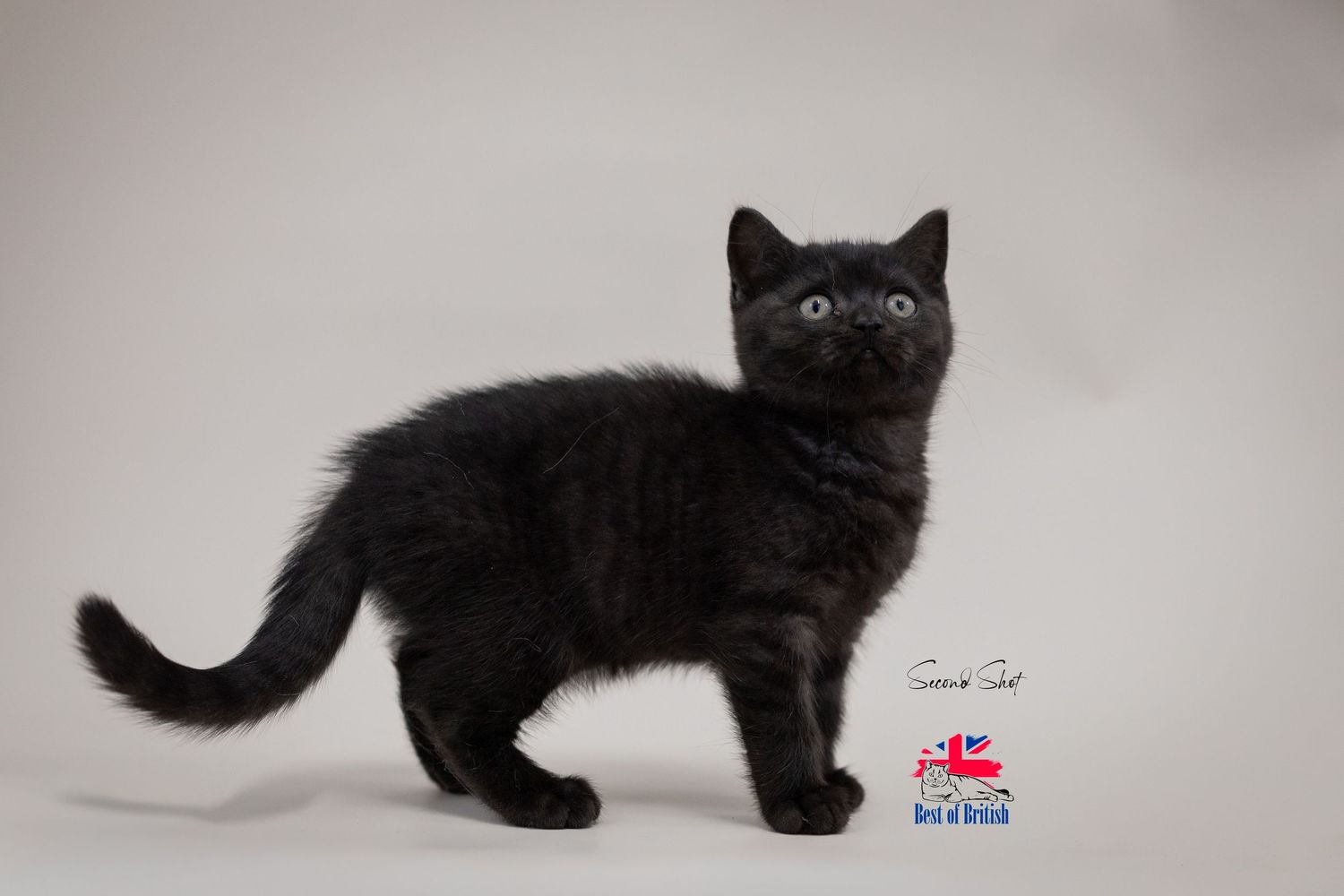 A fluffy black British Shorthair kitten stands on a white background, showcasing its bright blue eyes and sleek fur.