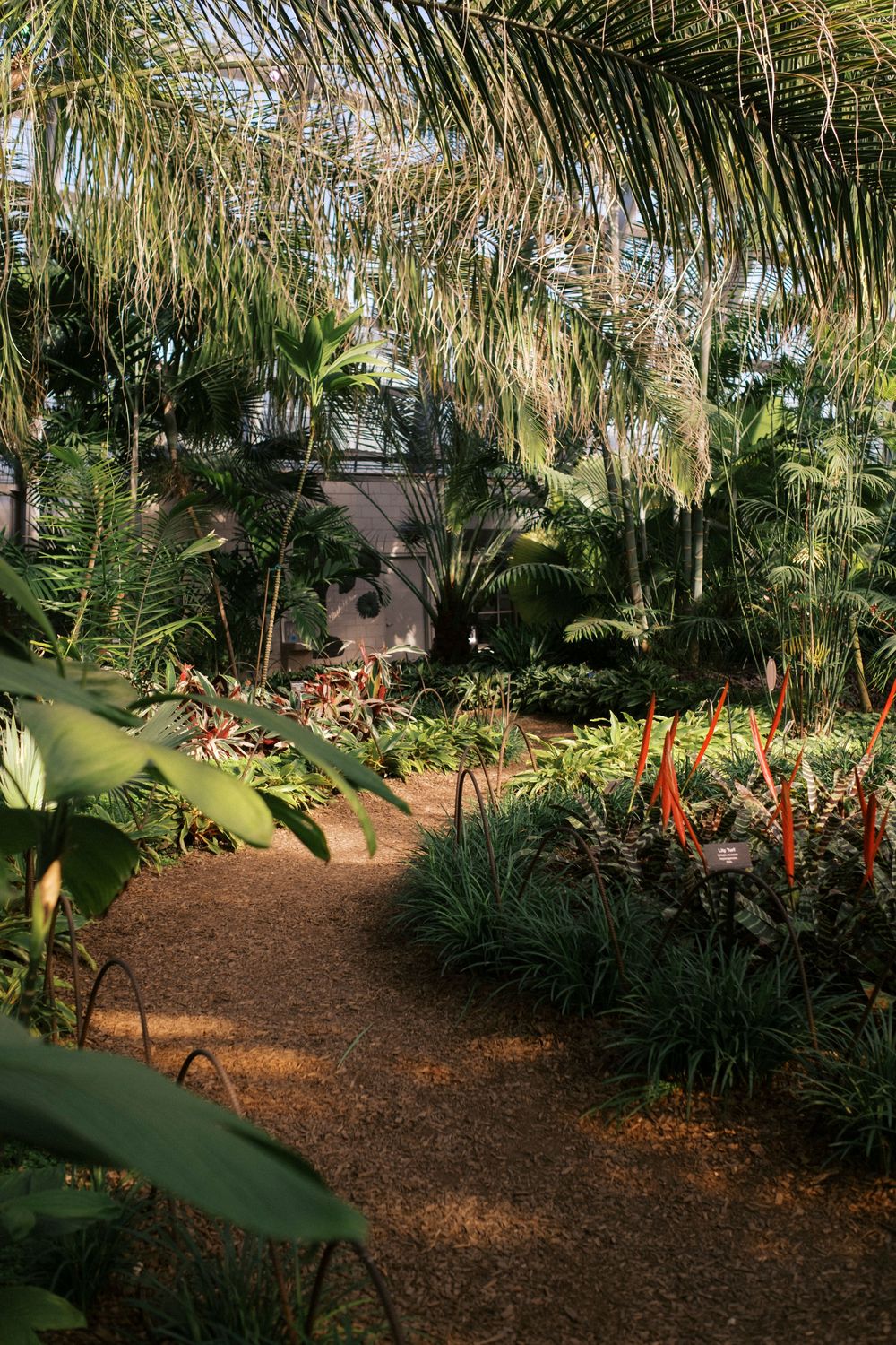 Lush tropical garden path with palm trees, red bromeliads, and dense greenery leading to a building.