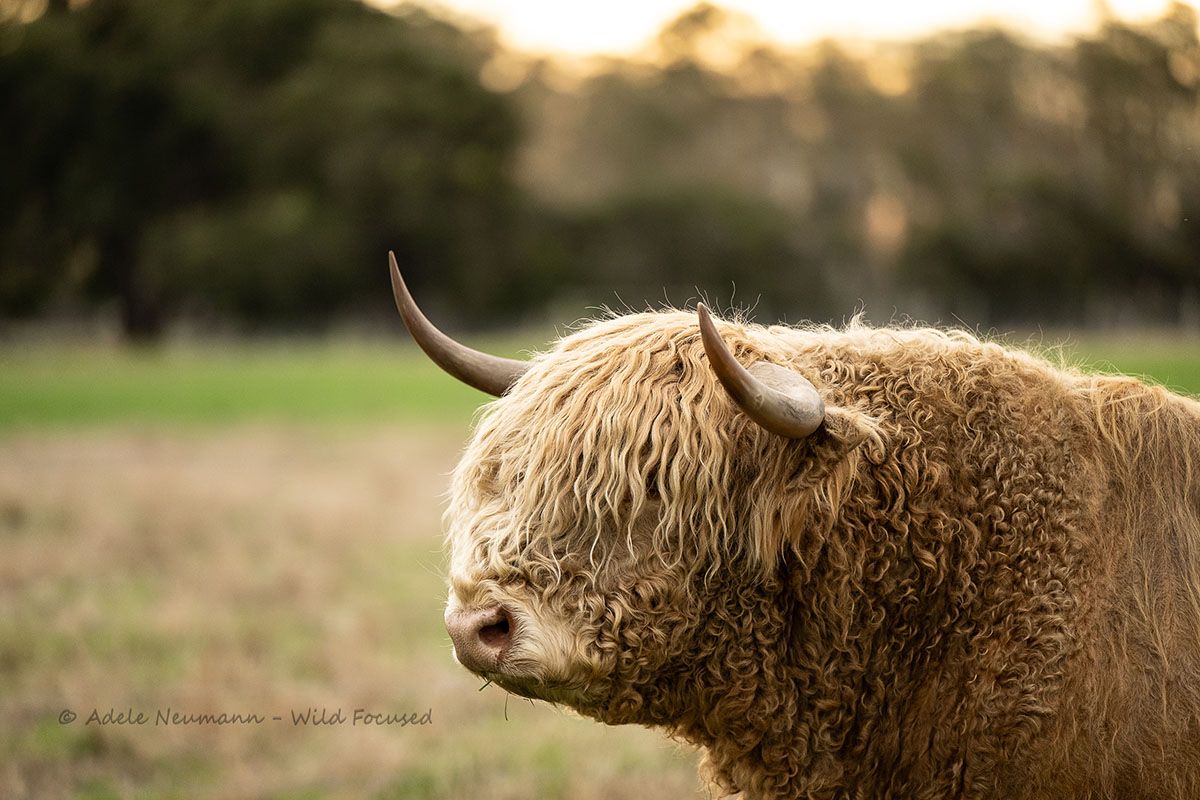A majestic Highland Bull with curved horns stands in a golden field at sunset, showcasing its shaggy brown coat.