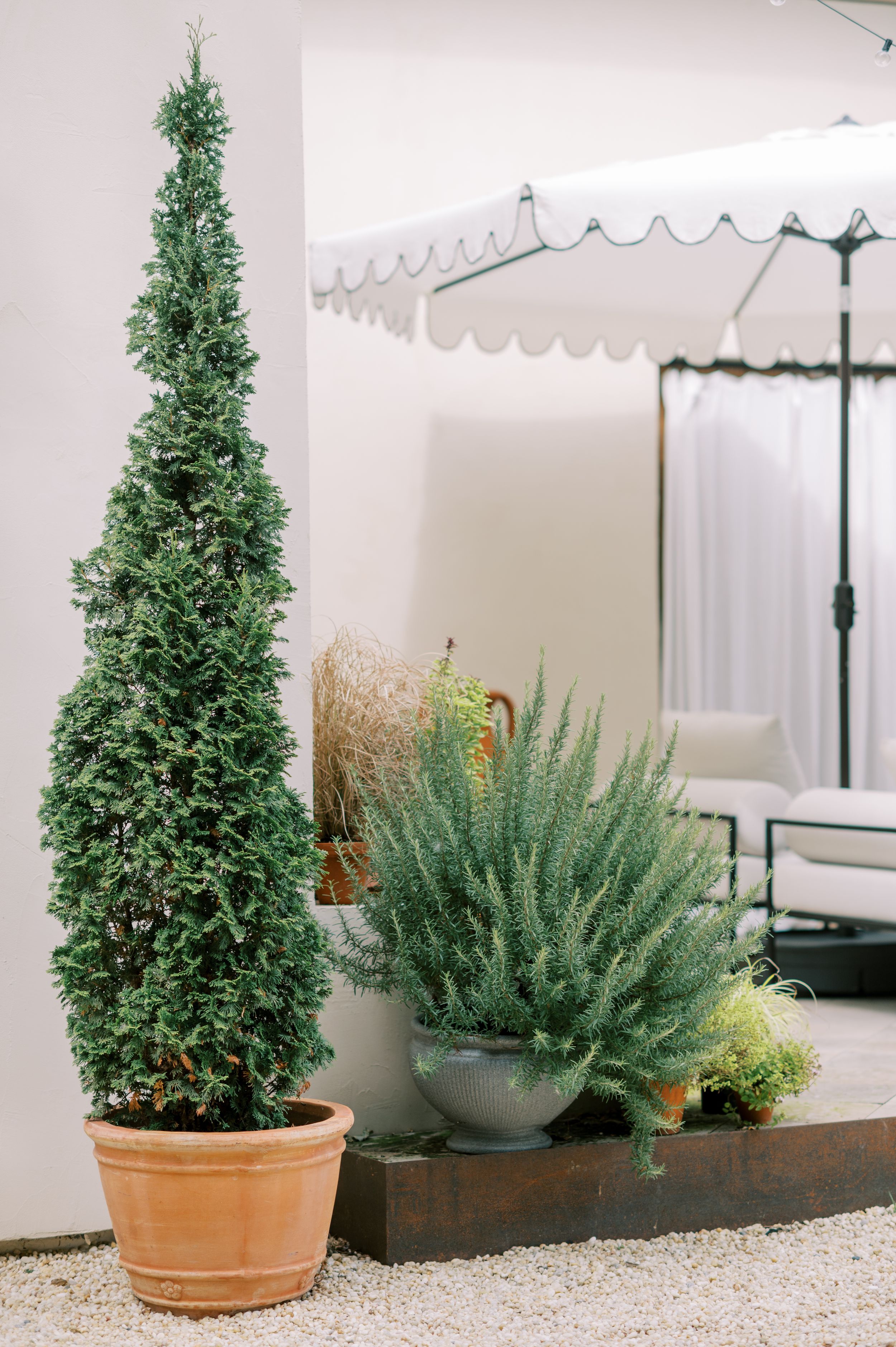 Tall conical topiary in terracotta pot beside lush potted shrubs on a gravel patio near a white scalloped umbrella.