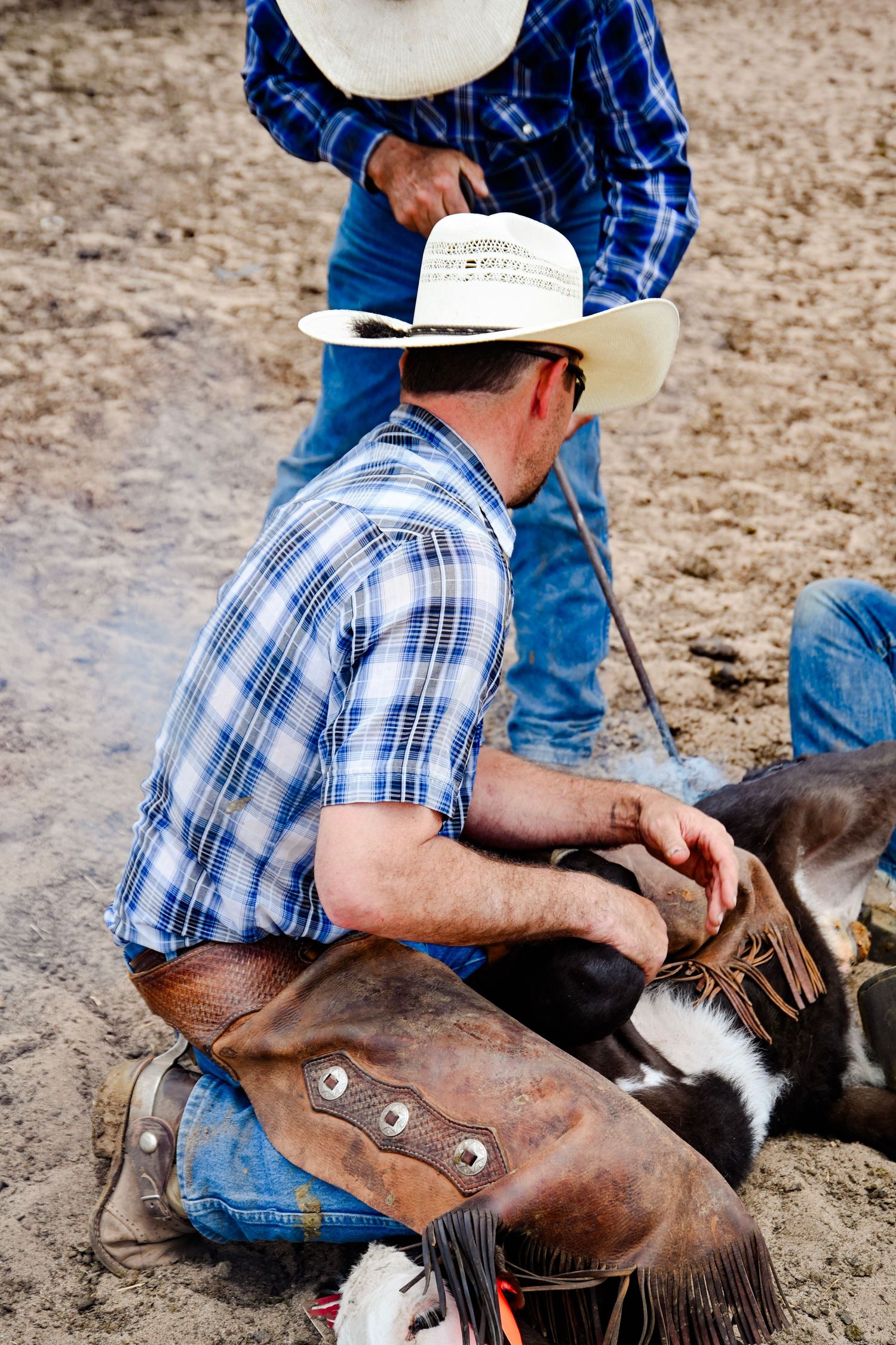 Cowboy in white hat and chaps kneeling in dirt at a rodeo, working with a calf during a branding event.