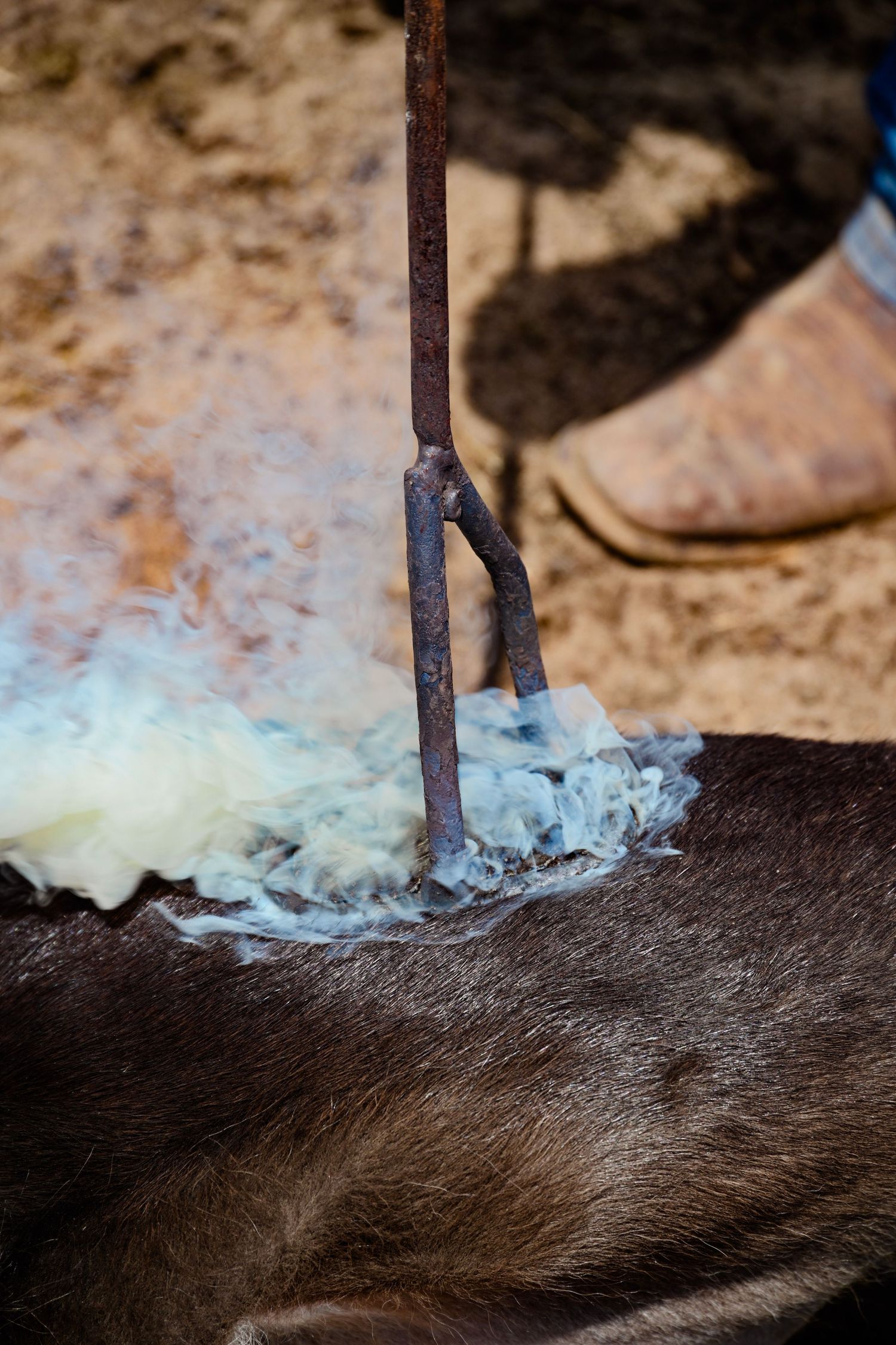 Close-up of a hot branding iron being applied to cattle hide, producing smoke on a ranch.