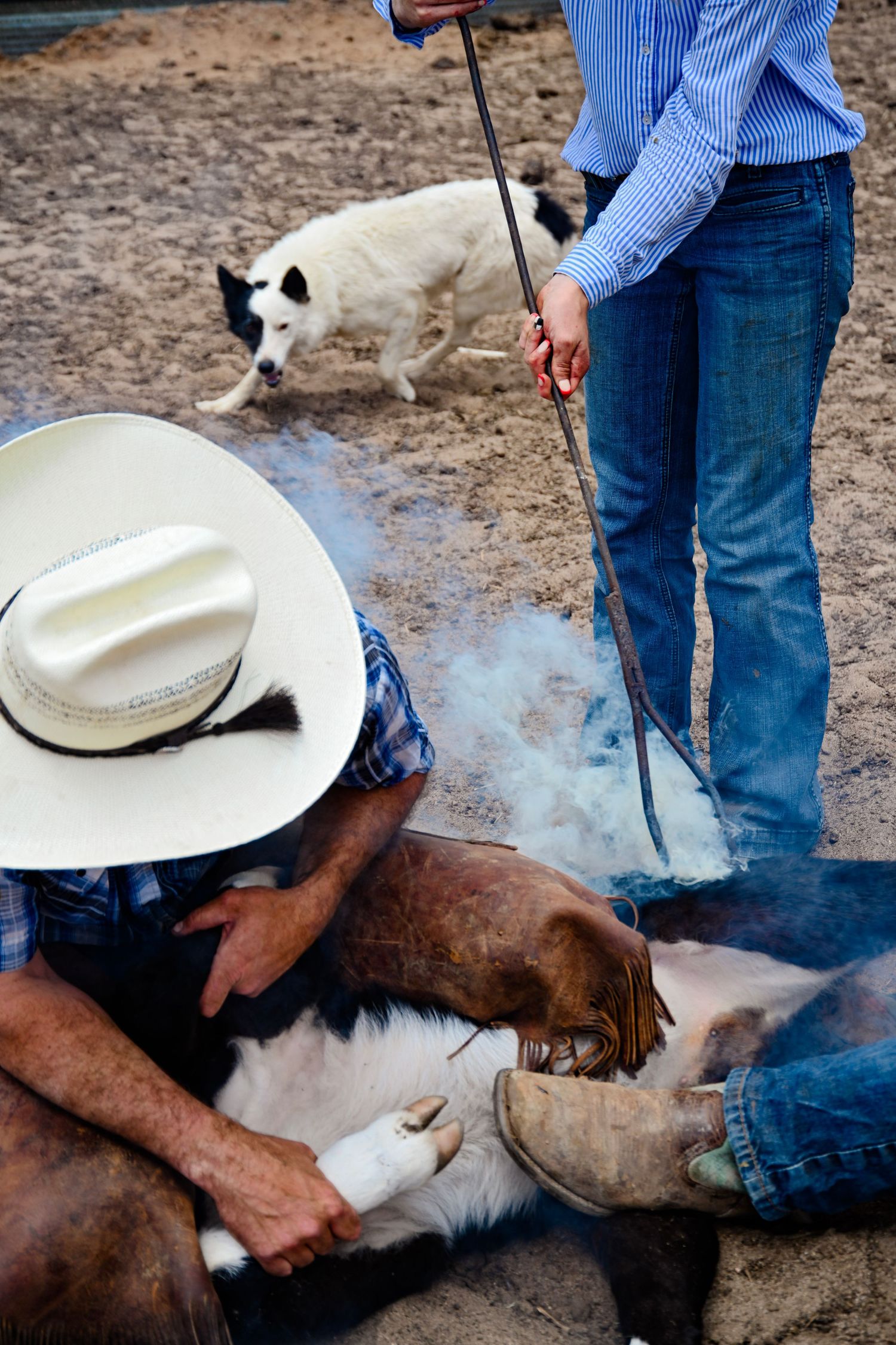 Cowboys brand cattle on a ranch, with one kneeling in a white hat while smoke rises from the branding iron.