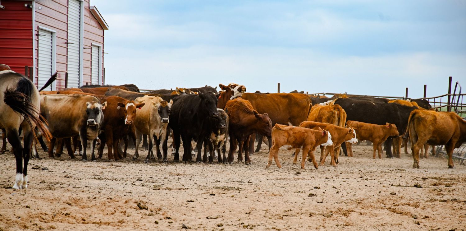 Herd of beef cattle including calves gathered in a dusty ranch feedlot with red barn building in background.