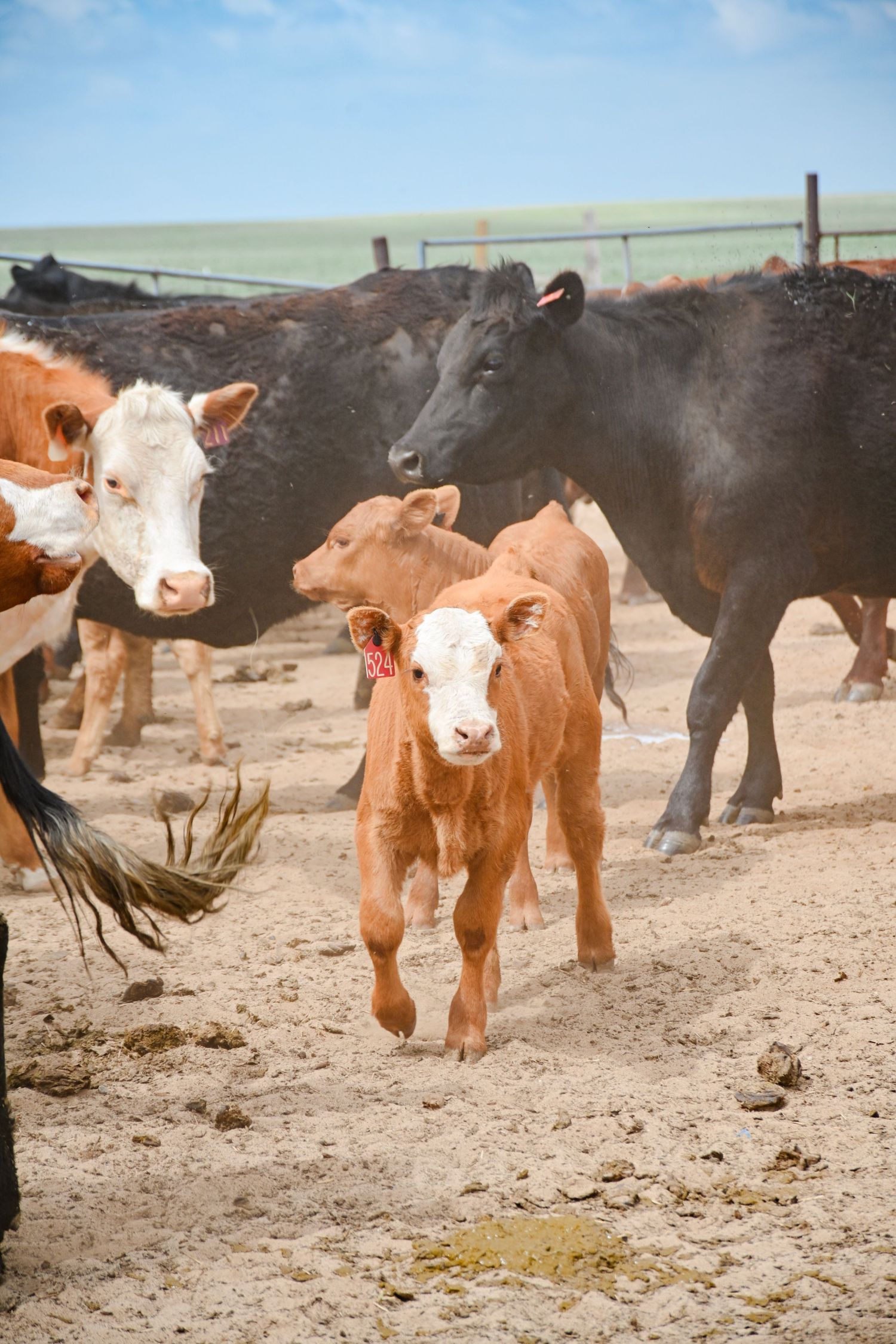 Brown and white Hereford calves and black cattle moving together in a dusty ranch pen under blue sky.