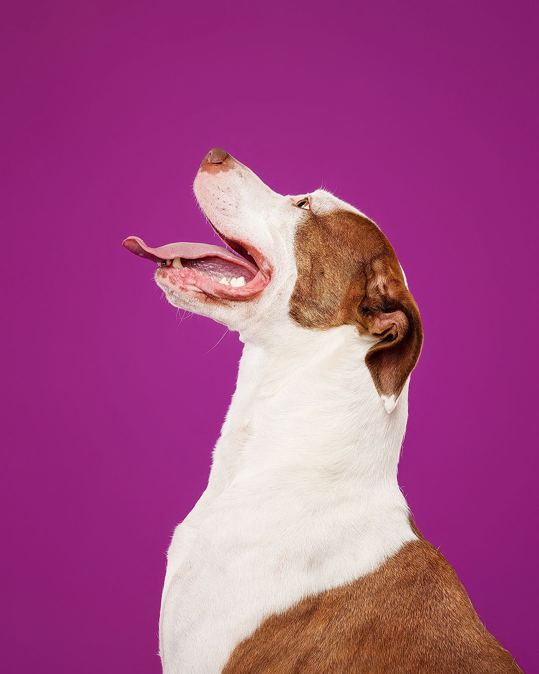 Brown and white dog with mouth open wide, looking up against a vibrant purple background.