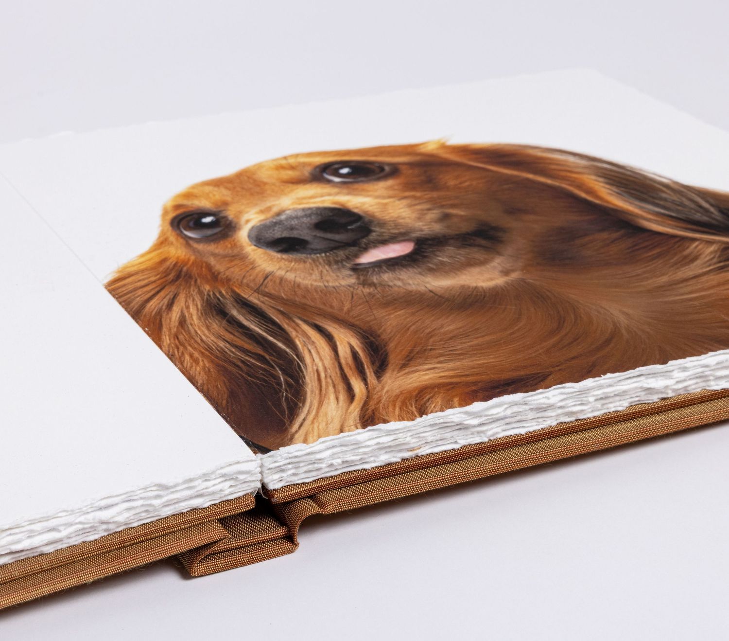 A closeup of a dachshund dog photo in a custom made photo album by a pet photographer in Austin.