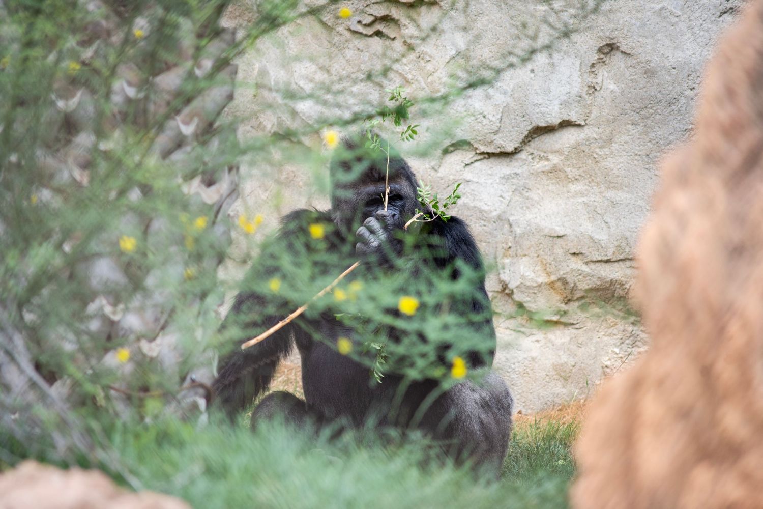 A gorilla sits among green plants and yellow flowers, eating a leafy branch against a rocky wall backdrop.