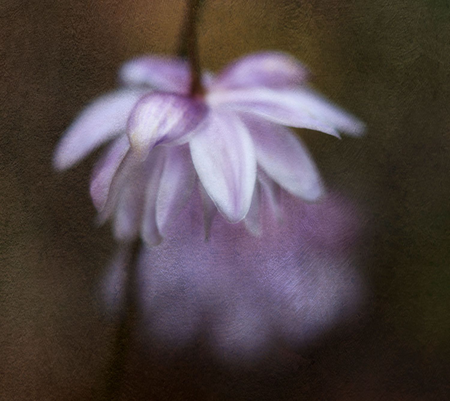 A soft-focused pink flower with delicate petals against a dark blurred background.