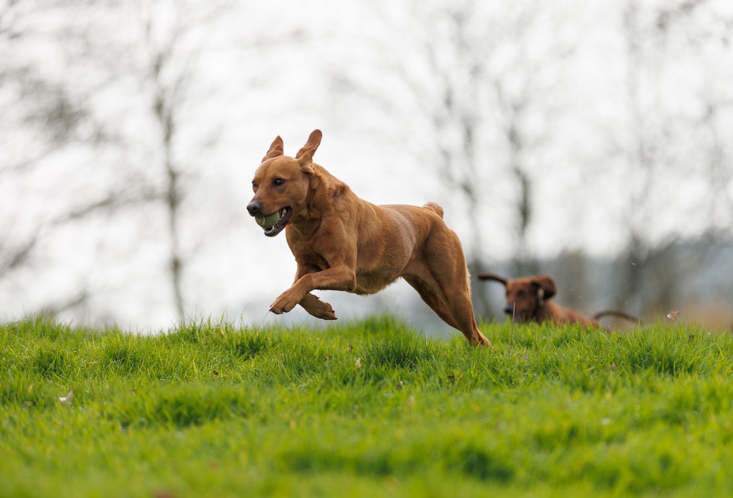 A brown Labrador retriever leaps energetically across a lush green grassy hill with a ball in its mouth.