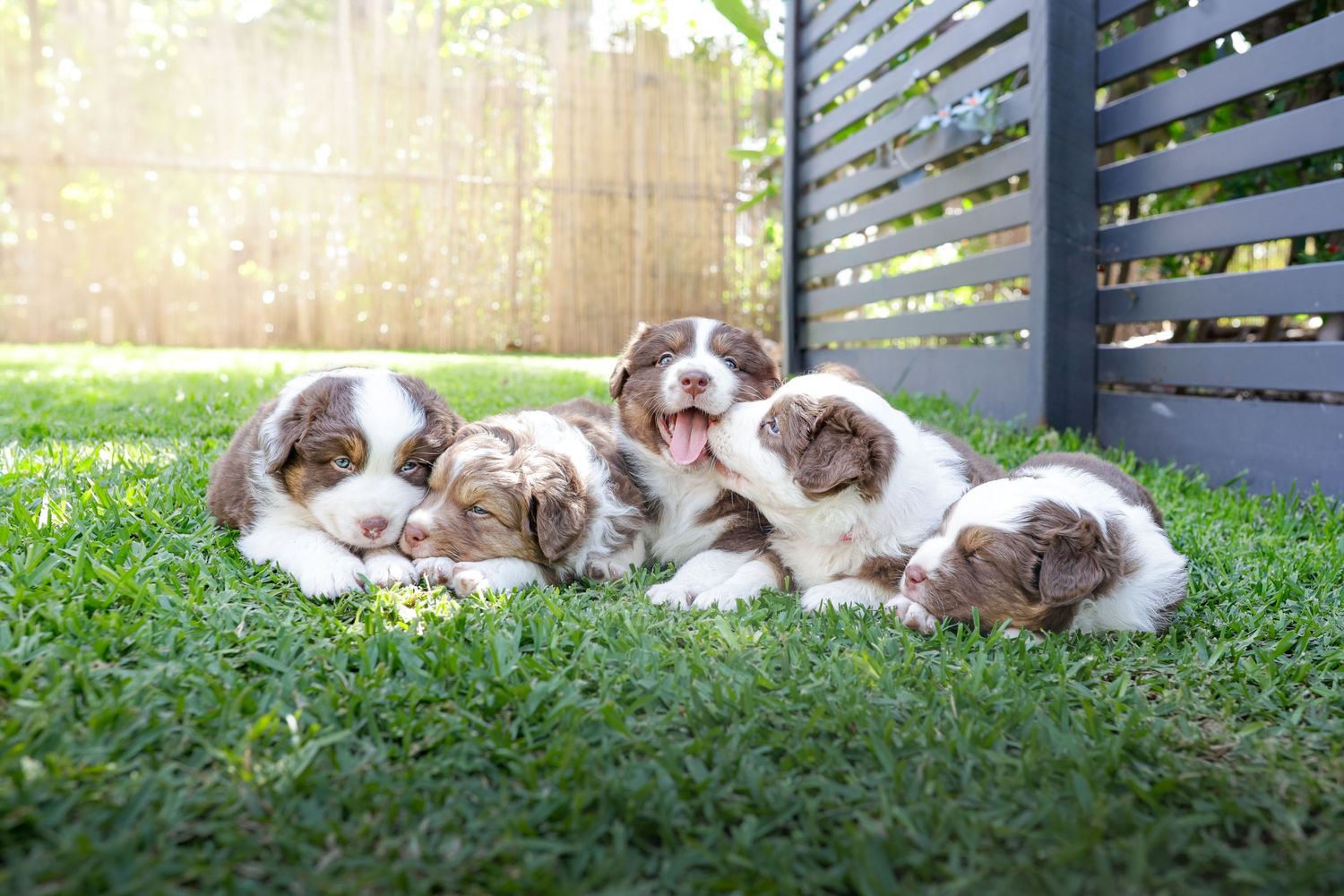 Multiple puppies resting together on green grass in sunny backyard setting.