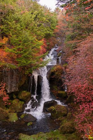 A cascading waterfall surrounded by vibrant autumn foliage and mossy rocks in a Japanese forest.