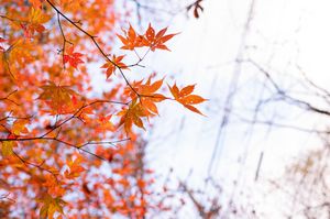 Vibrant orange maple leaves frame a bright autumn sky with delicate branches creating a natural canopy.