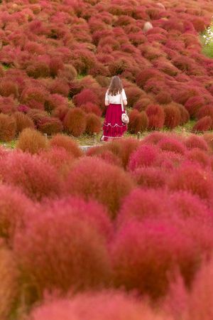 A vibrant field of pink and red kochia scoparia plants creates a stunning autumn landscape in Japan.