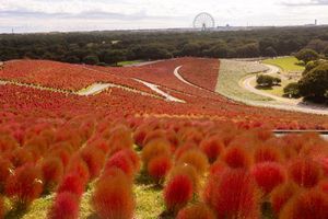 Scenic panoramic view of vibrant red kochia bushes stretching across rolling hills during autumn season in Japan.