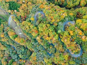 Aerial view of a winding road cutting through vibrant autumn forest with yellow and green foliage.