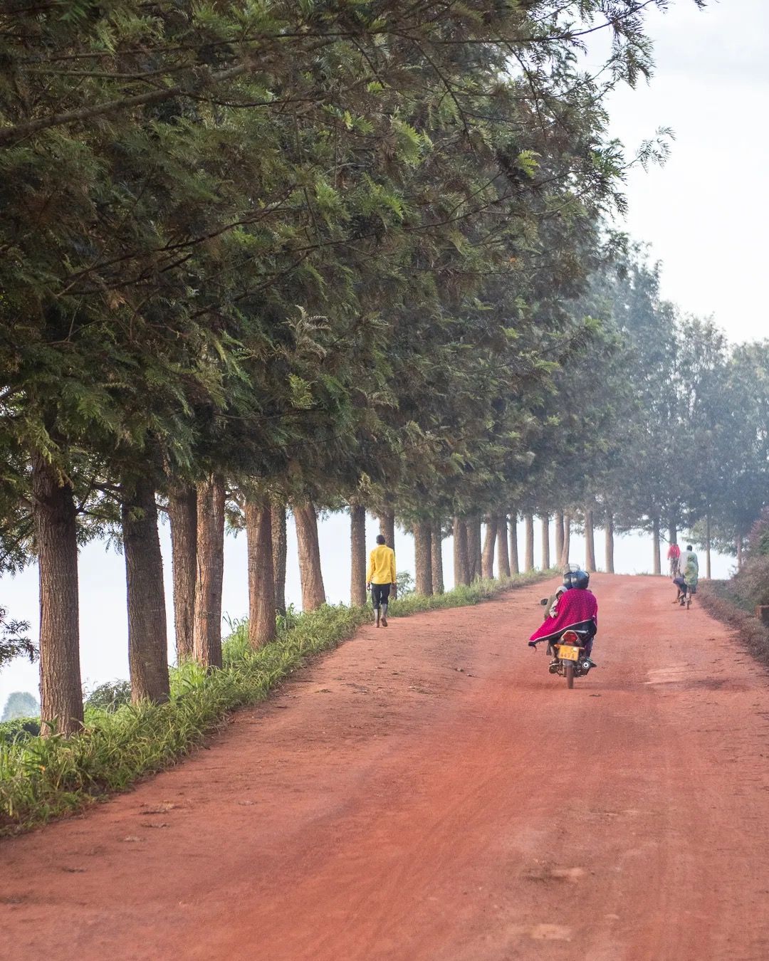 Motorbike travels down a red dirt road lined with tall trees, showing rural life, transport and scenic countryside