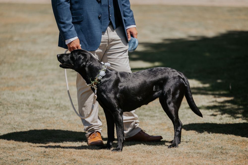 Black Labrador dog on a leash standing beside a groomsman in blue suit at a wedding.
