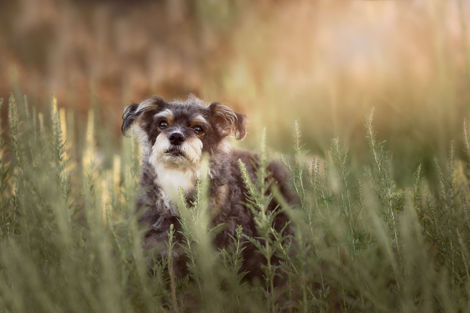 A small shih tzu dog peeks through tall grass in a sunlit meadow during golden hour.