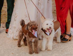 Wedding party poses with their dogs on leashes during outdoor celebration.