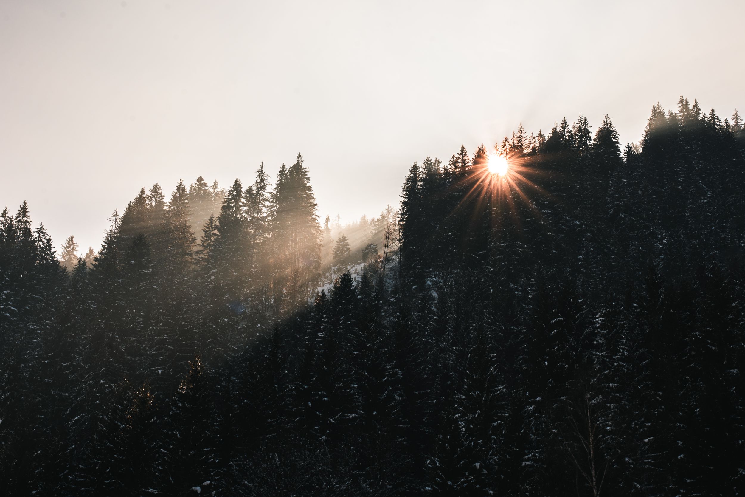 Sunburst through evergreen forest silhouettes during golden hour.