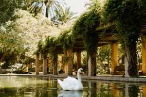 A white swan glides across a pond surrounded by classical columns and lush greenery.