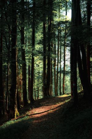 Sunlit forest path winding through tall trees with dramatic lighting filtering through branches.