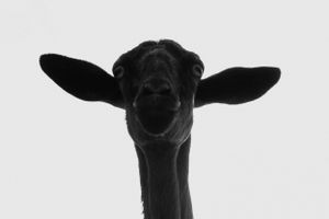 Black and white close-up portrait of a goat's head with prominent ears against a white background.