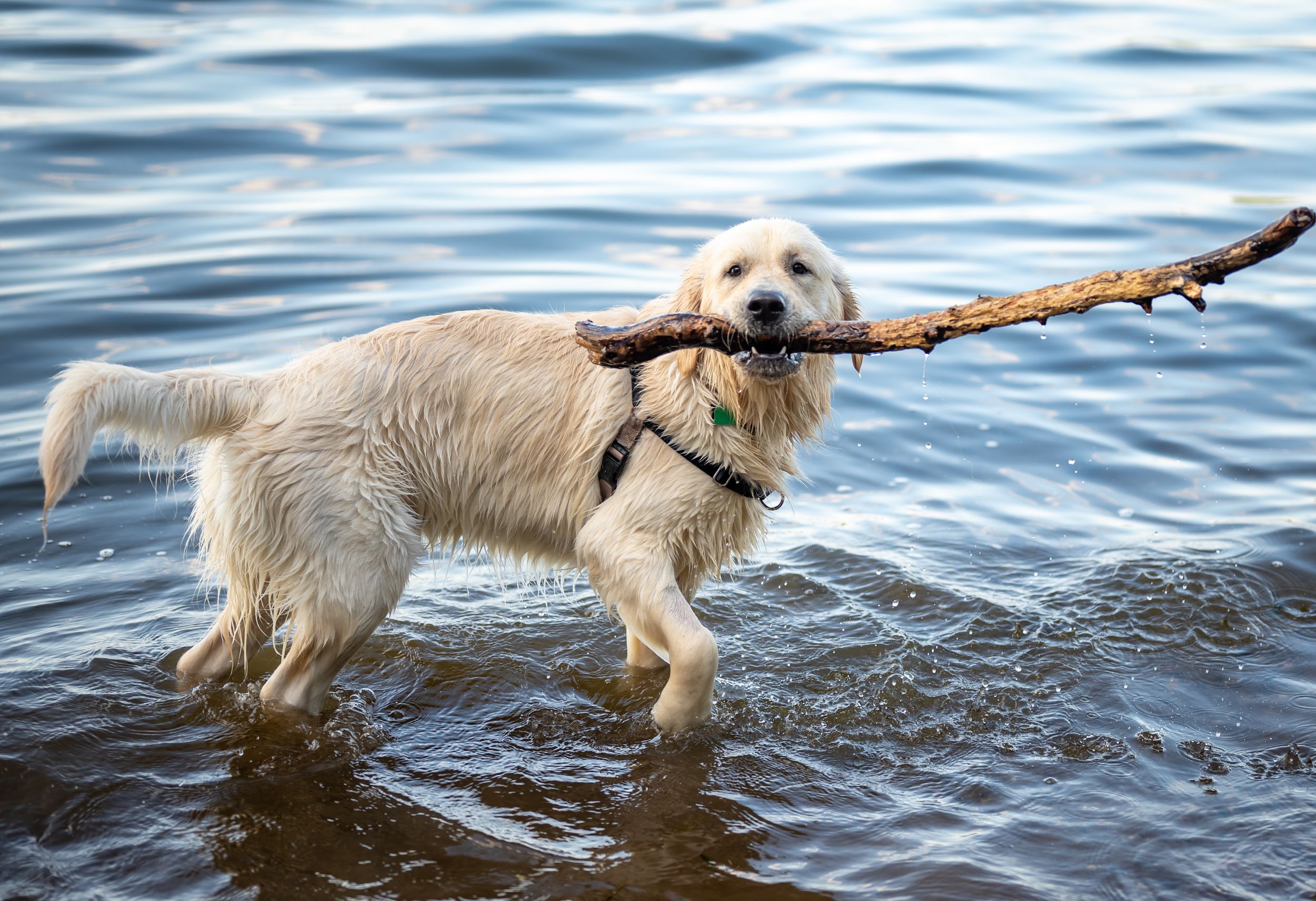 A cream colored golden retriever stands in a body of water holding a large stick in it's mouth