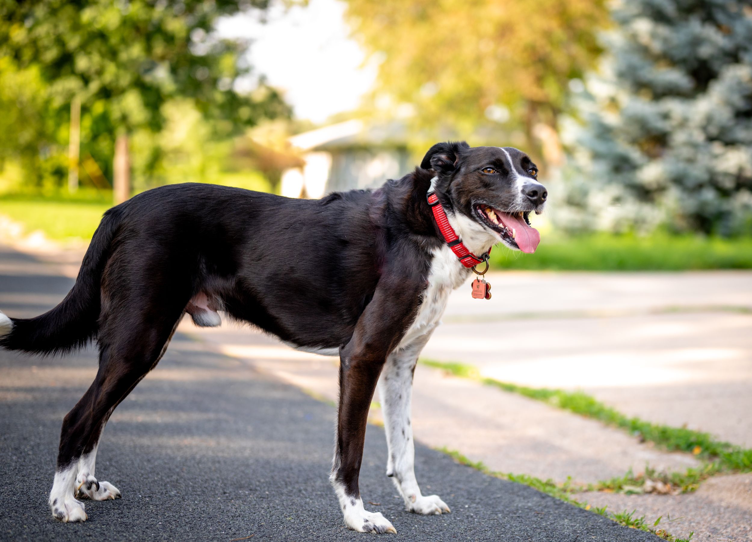 A black and white mixed breed dog wearing a red harness stands with his pink tongue hanging out