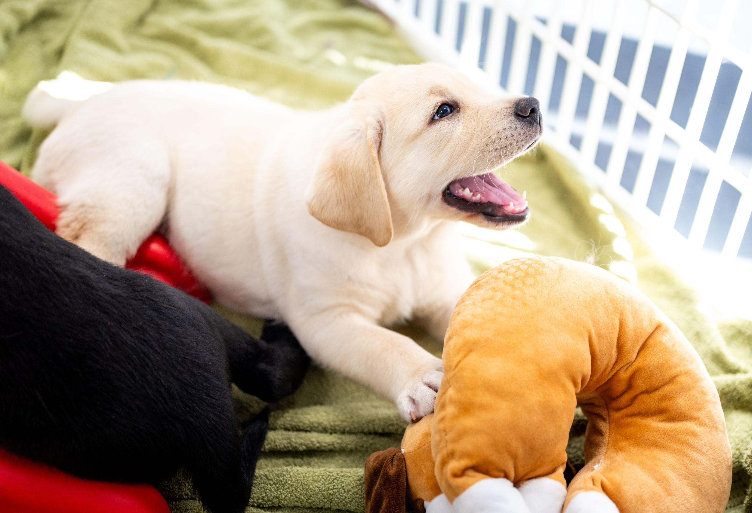 A yellow labrador puppy laying in a playpen smiles