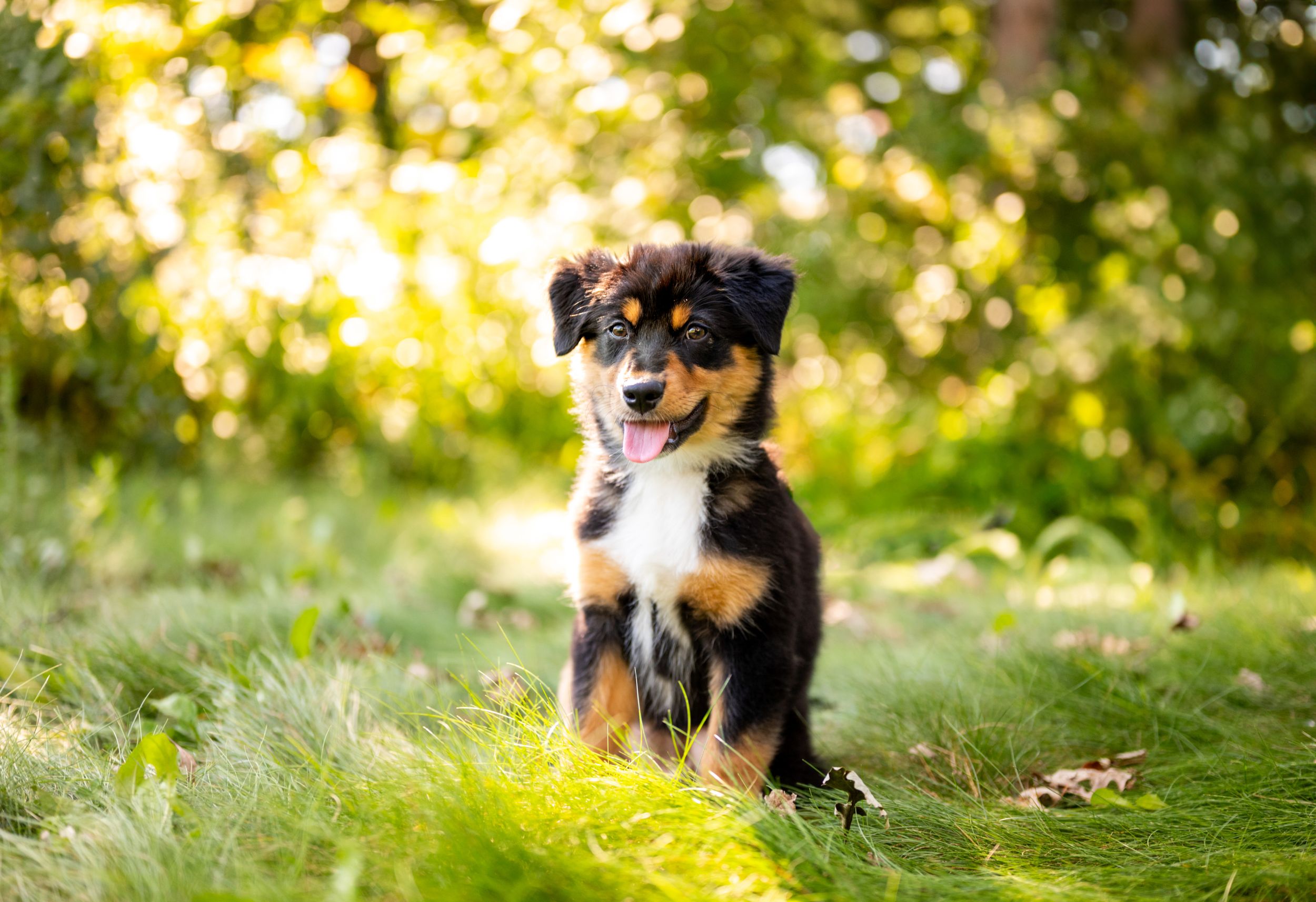 An Australian shepherd puppy with tricolor fur sits in some green grass and smiles