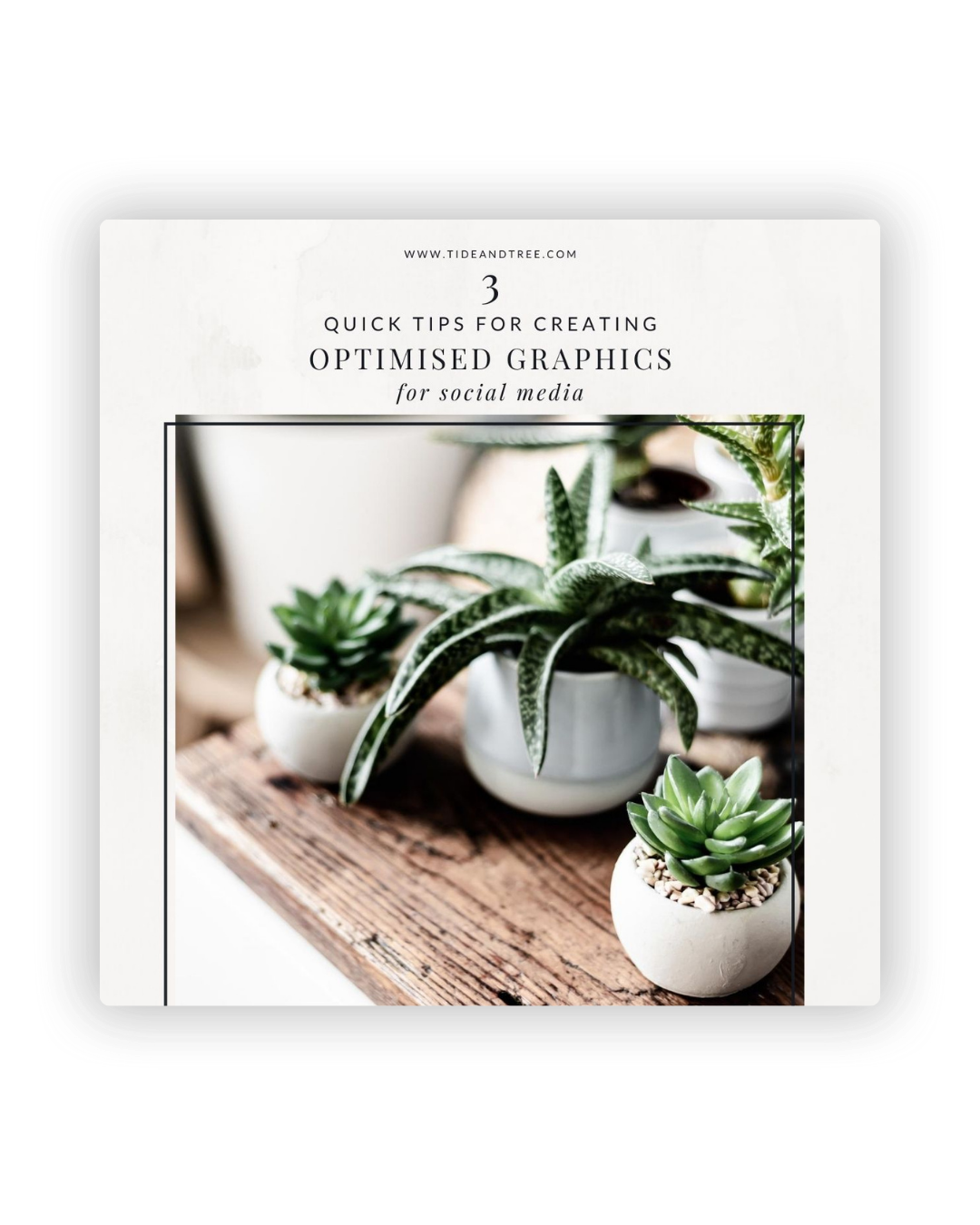 Minimalist white round ceramic pots with small green succulents displayed on rustic wooden surface.