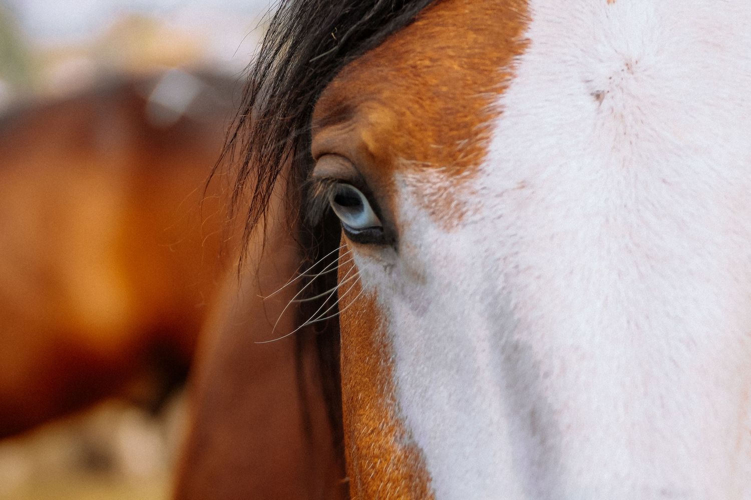 Branded Shutter photography by Kelsie Taylor