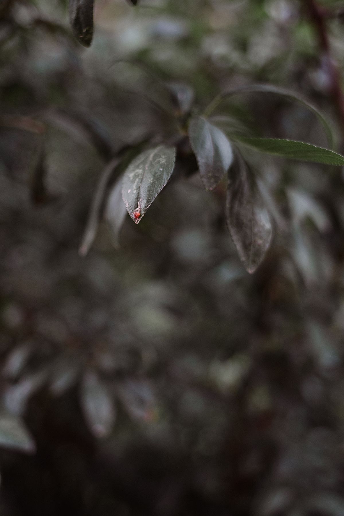 Dark green blackthorn leaves with a small red water droplet hanging from the tip, set against a blurred natural background.