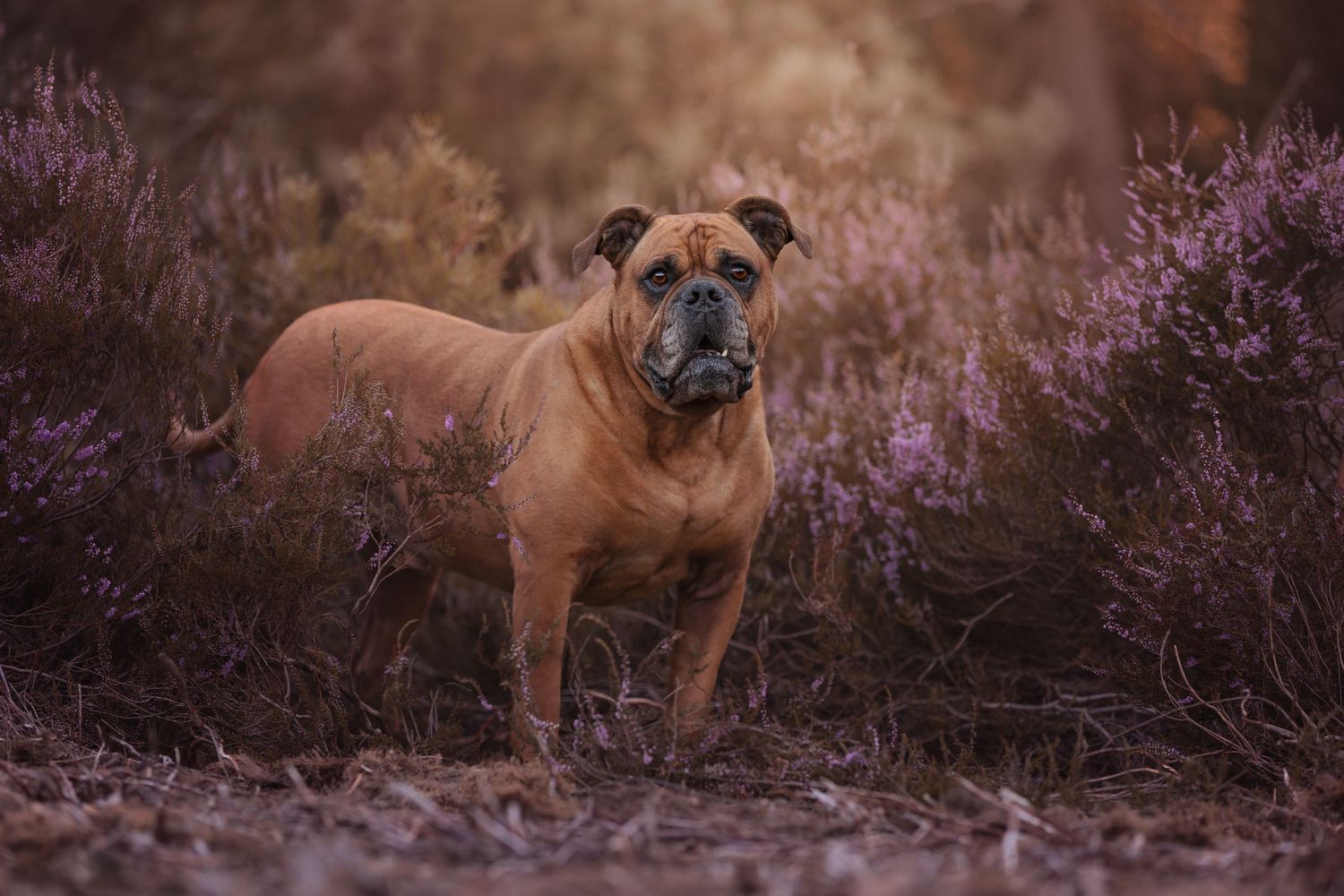 A muscular brown Boxer dog stands alert among purple heather bushes in a moody forest setting.