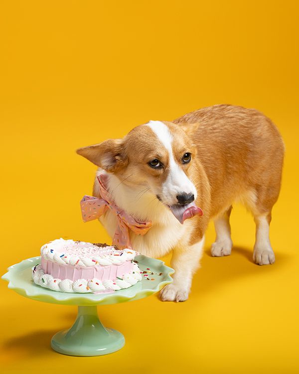 Corgi dog wearing a pink bow tie sticks its tongue out at a pink birthday cake on a mint green cake stand against yellow backdrop.