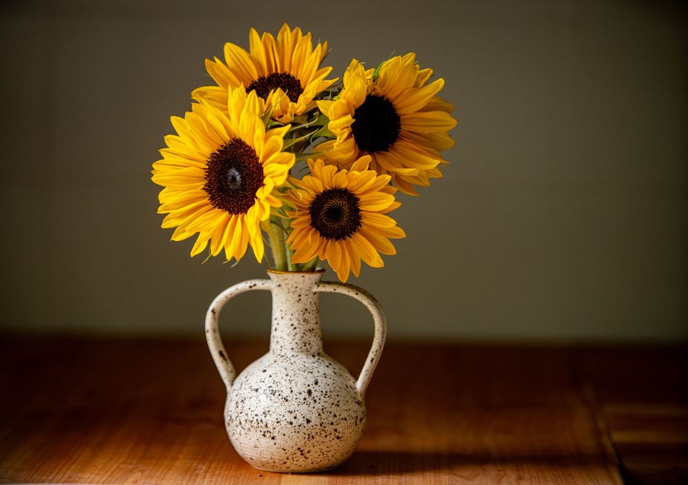 Bright sunflowers in ceramic vase — professional commercial photography in Revelstoke.